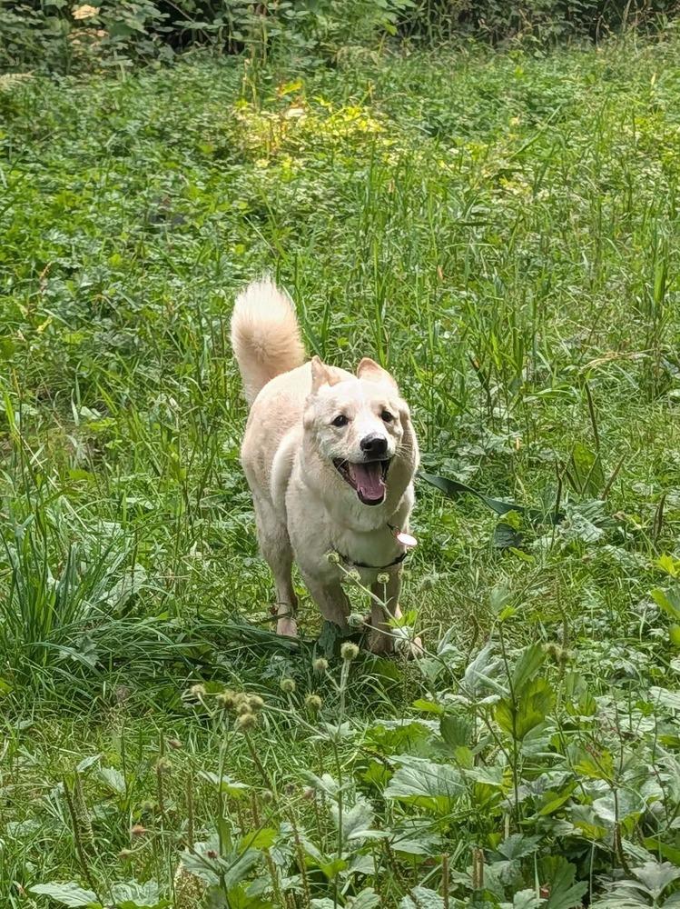 Enlarge Treble, a Adoptable mixed breed in Bellingham, WA image 5/6