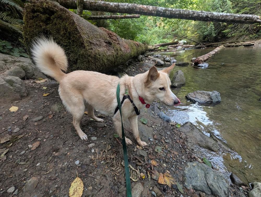 Enlarge Treble, a Adoptable mixed breed in Bellingham, WA image 6/6