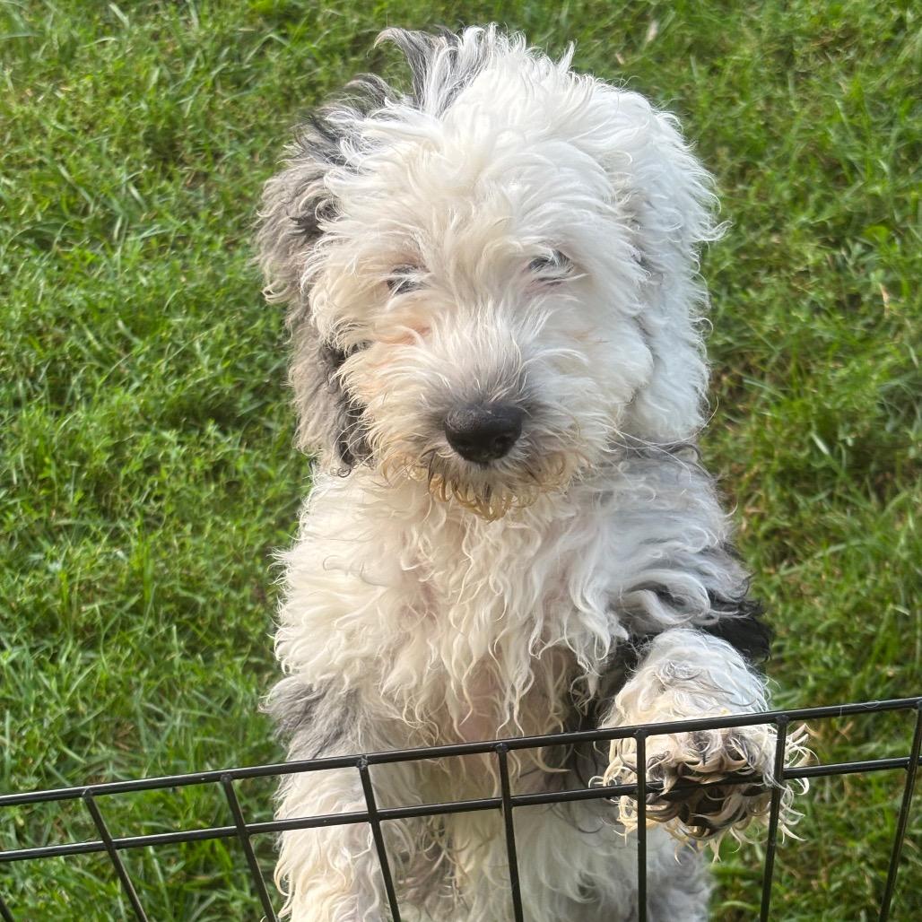 Enlarge Harper-partially deaf, a Adoptable mixed breed in Rochester, MN image 2/5