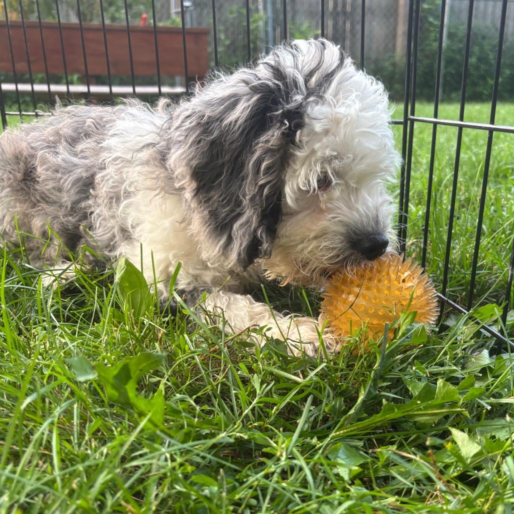 Enlarge Harper-partially deaf, a Adoptable mixed breed in Rochester, MN image 3/5
