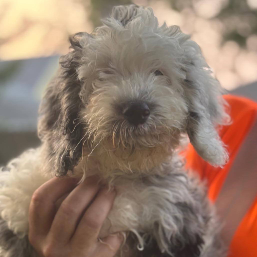 Enlarge Harper-partially deaf, a Adoptable mixed breed in Rochester, MN image 4/5