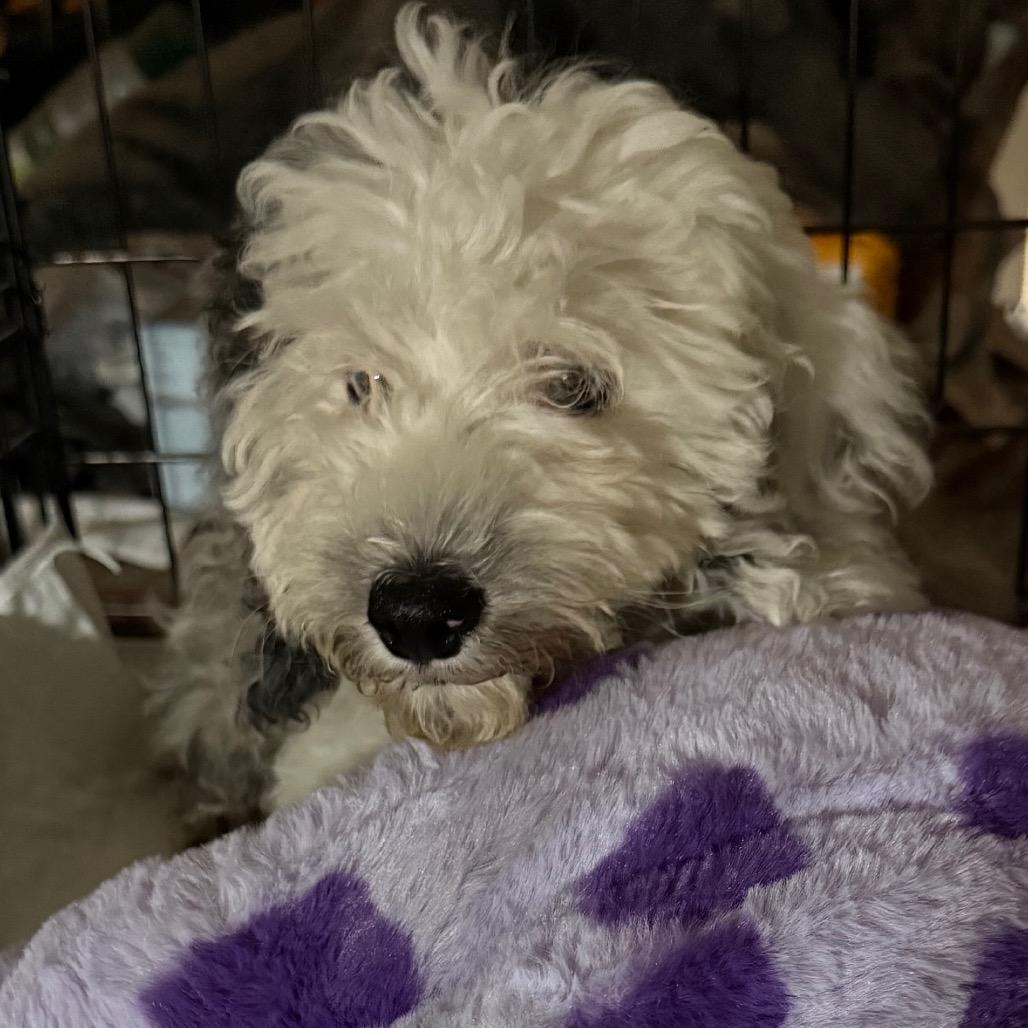 Enlarge Harper-partially deaf, a Adoptable mixed breed in Rochester, MN image 5/5