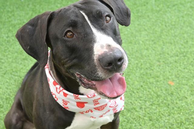 GOLIATH, Adoptable, Adult Male Bull Terrier & Mixed Breed.