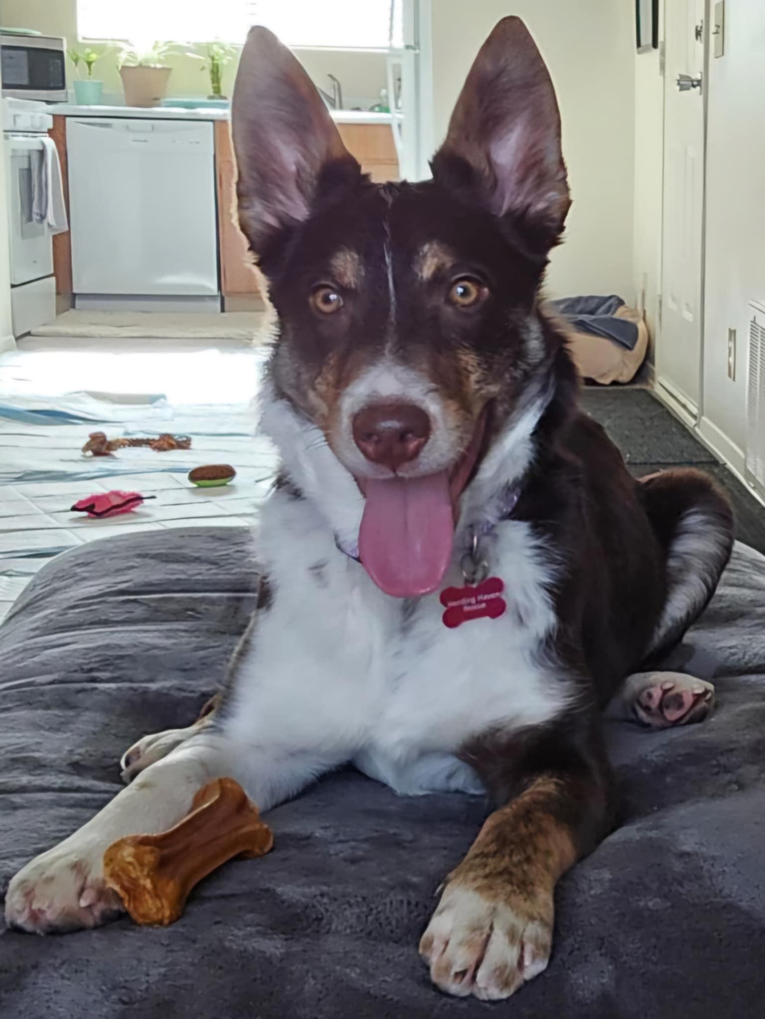 Hazelnut (Hazel), a Adoptable mixed breed in Clinton, UT image 4/4