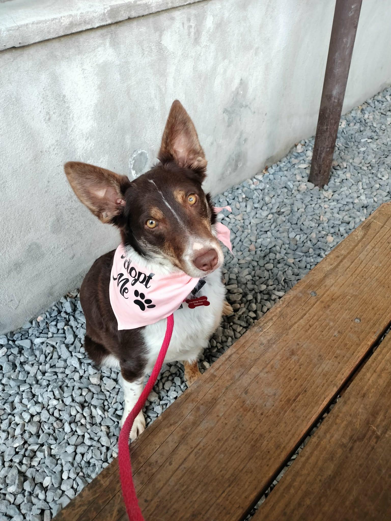Hazelnut (Hazel), an adoption pending mixed breed in Clinton, UT image 2/4