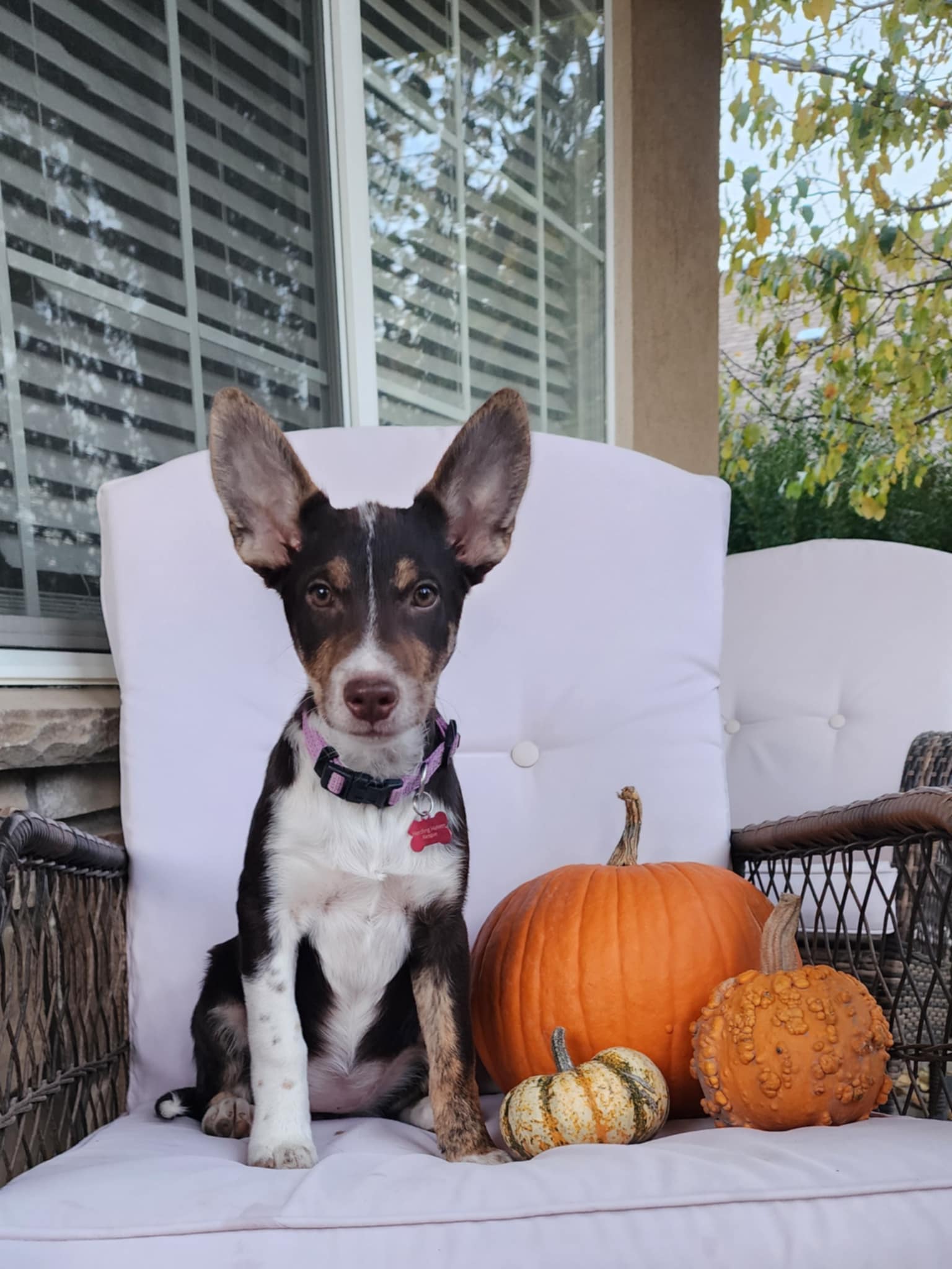 Hazelnut (Hazel), a Adoptable mixed breed in Clinton, UT image 3/4