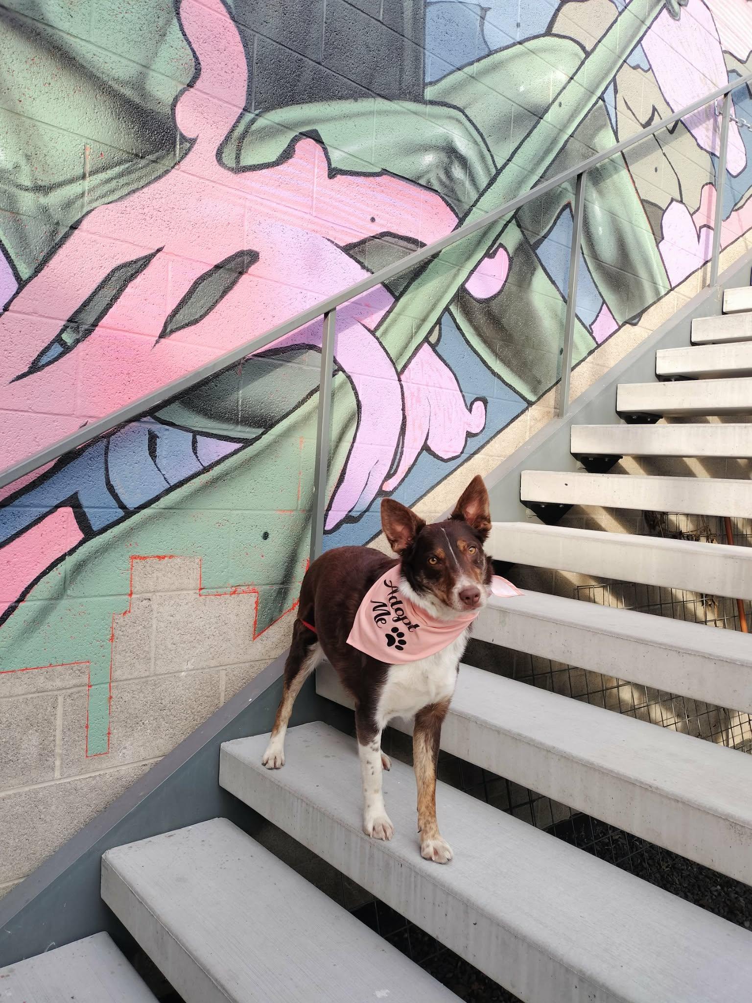 Hazelnut (Hazel), an adoption pending mixed breed in Clinton, UT image 4/4