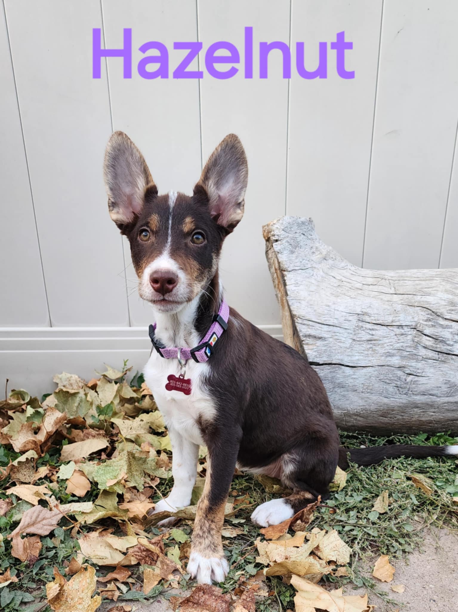 Hazelnut (Hazel) photo 2