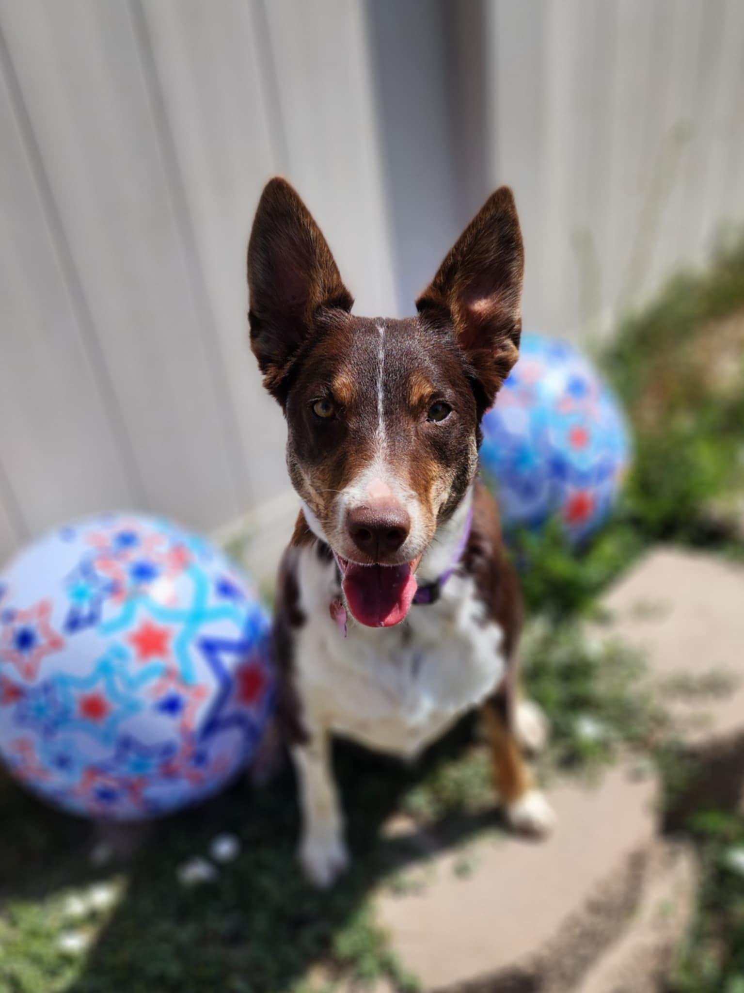 Hazelnut (Hazel), a Adoptable mixed breed in Clinton, UT image 1/4