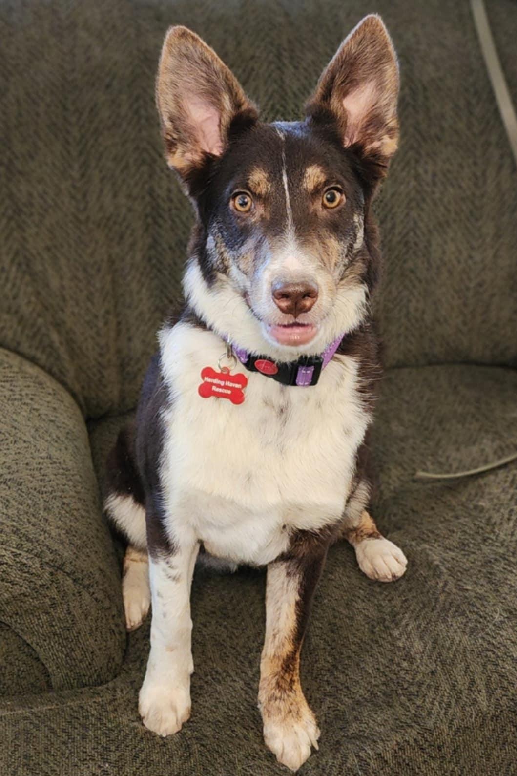 Hazelnut (Hazel), Young Female Australian Shepherd