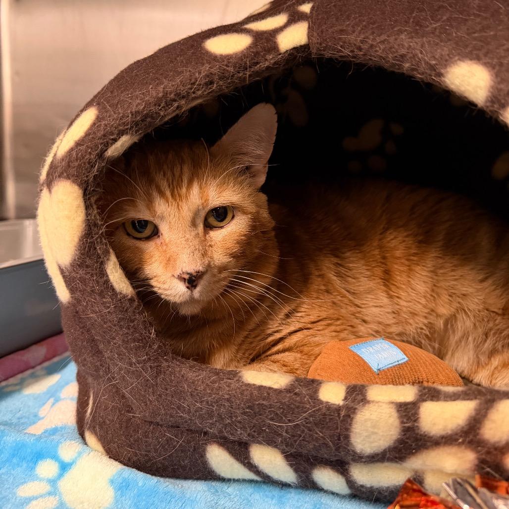 Tony the Tiger, Adoptable, Adult Male American Shorthair.