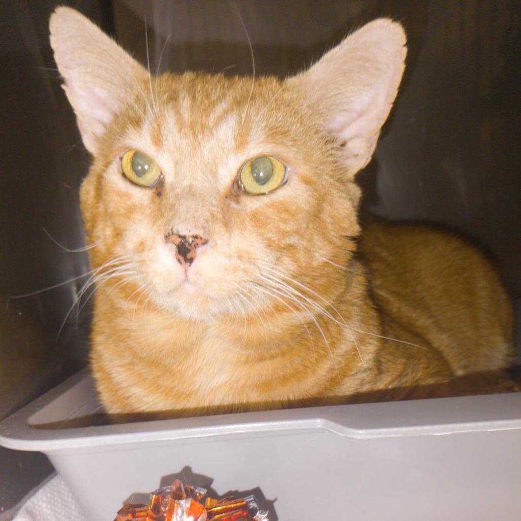 Enlarge Tony the Tiger, a Adoptable American Shorthair in Morgan Hill, CA image 2/2