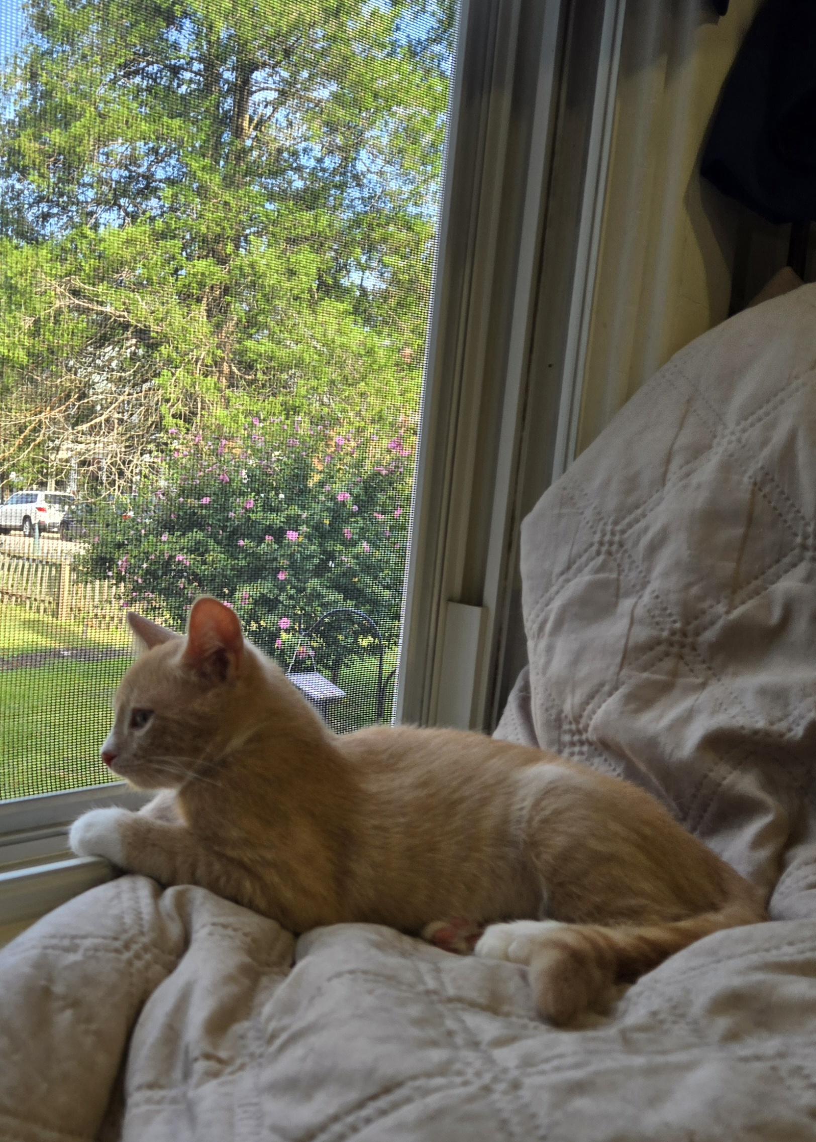 Wesley (In Foster)