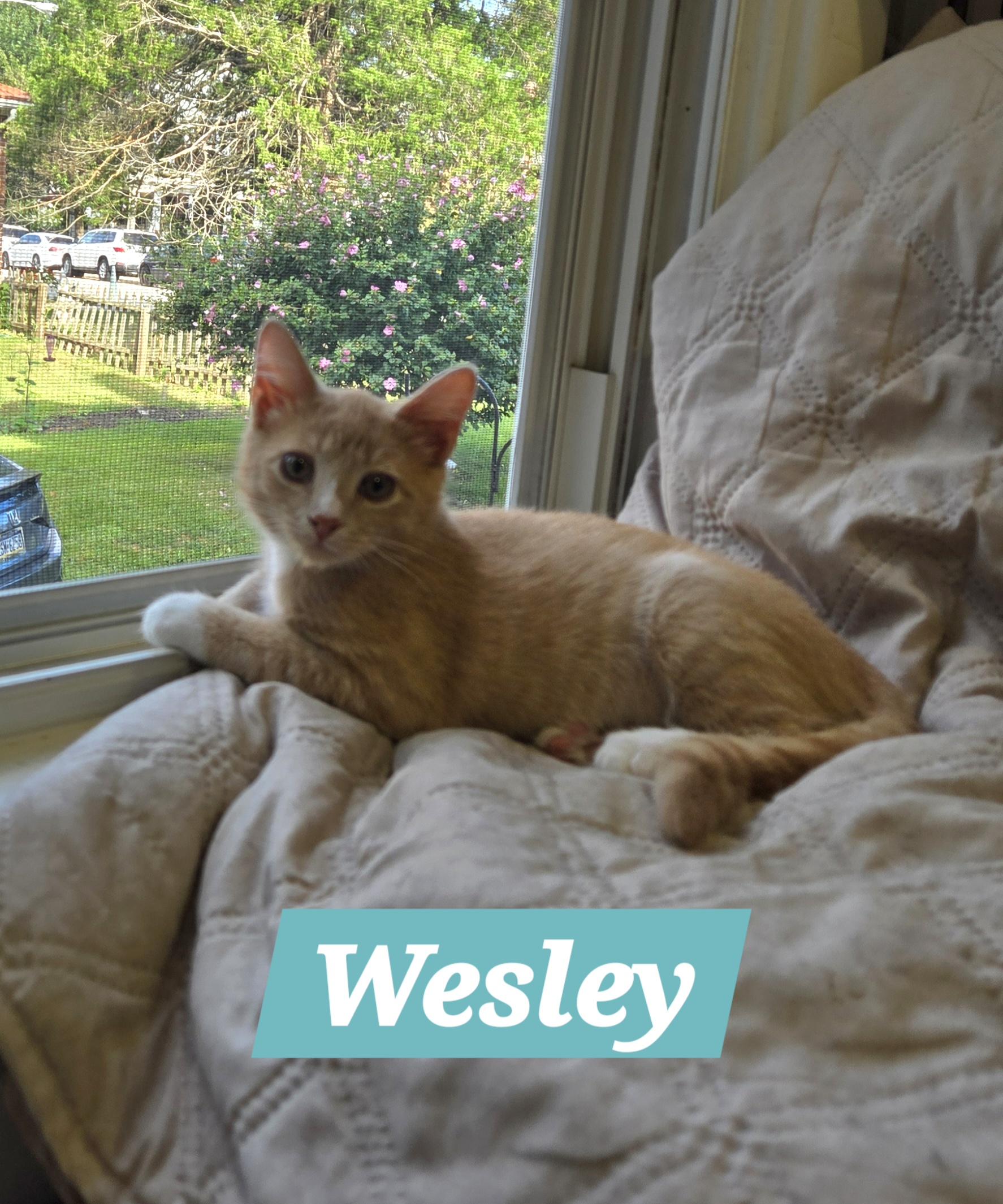 Wesley (In Foster)