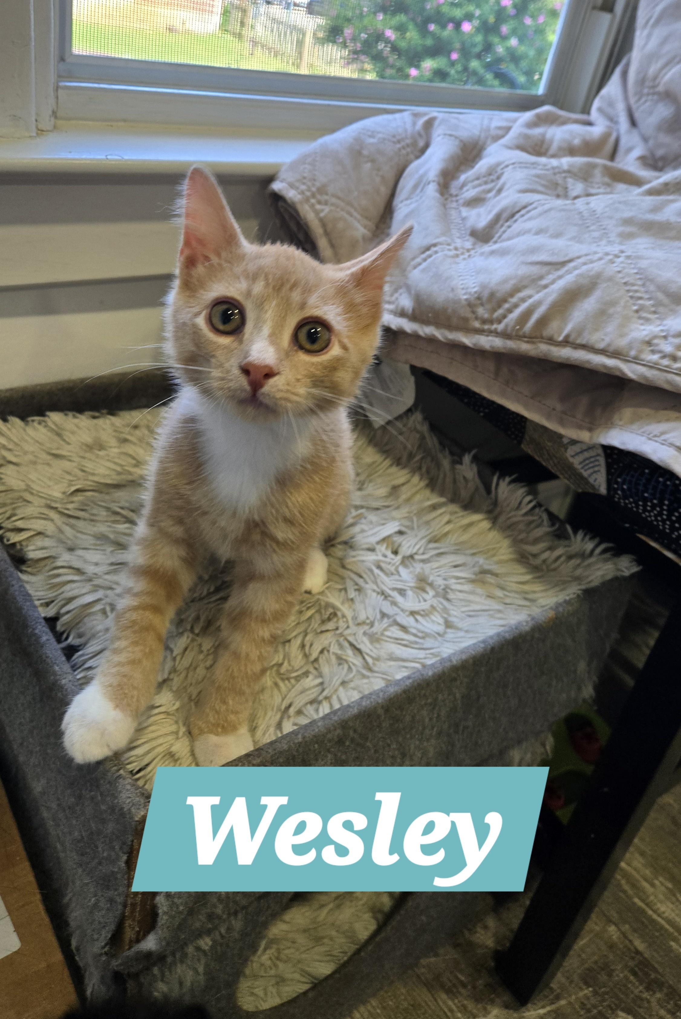 Wesley