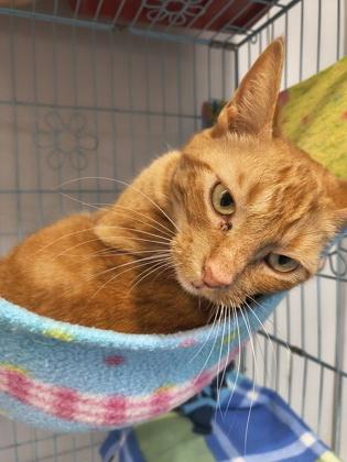 Enlarge Peaches , an adoptable Domestic Short Hair in Plano, TX image 1/6