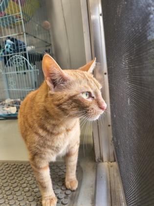 Enlarge Peaches , an adoptable Domestic Short Hair in Plano, TX image 5/6