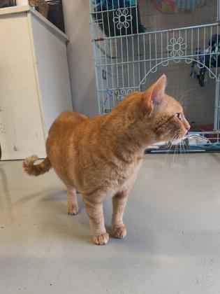 Enlarge Peaches , an adoptable Domestic Short Hair in Plano, TX image 3/6