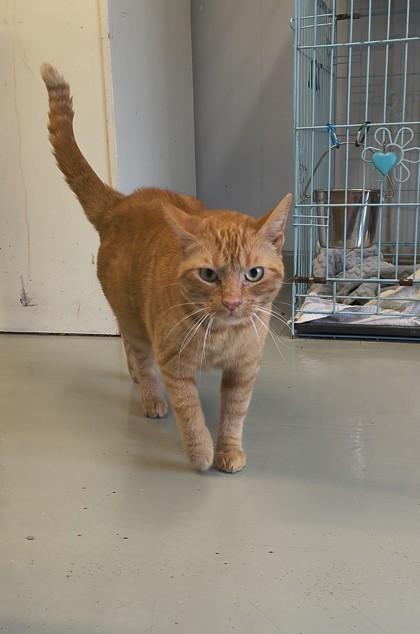 Enlarge Peaches , an adoptable Domestic Short Hair in Plano, TX image 6/6