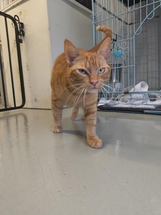 Enlarge Peaches , an adoptable Domestic Short Hair in Plano, TX image 2/6