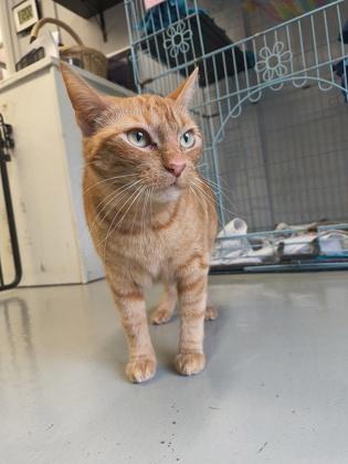 Enlarge Peaches , an adoptable Domestic Short Hair in Plano, TX image 4/6