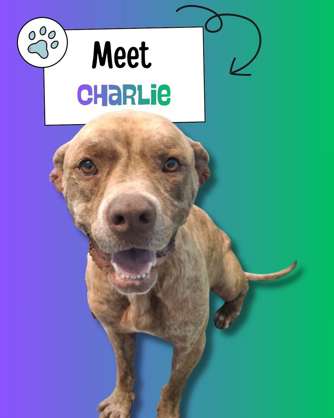 Charlie, ADOPTABLE, Adult Male Pit Bull Terrier.