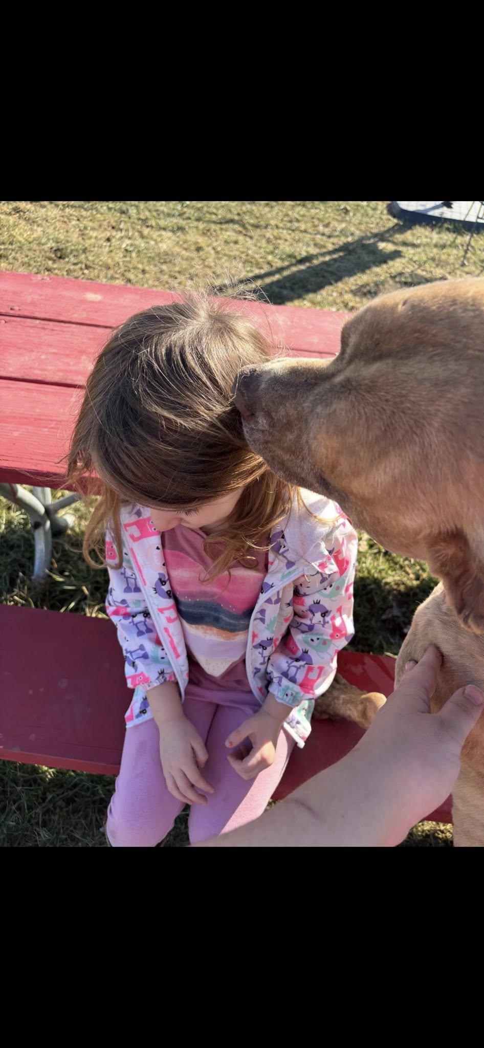 Enlarge Charlie, a ADOPTABLE mixed breed in Sulphur, KY image 6/6