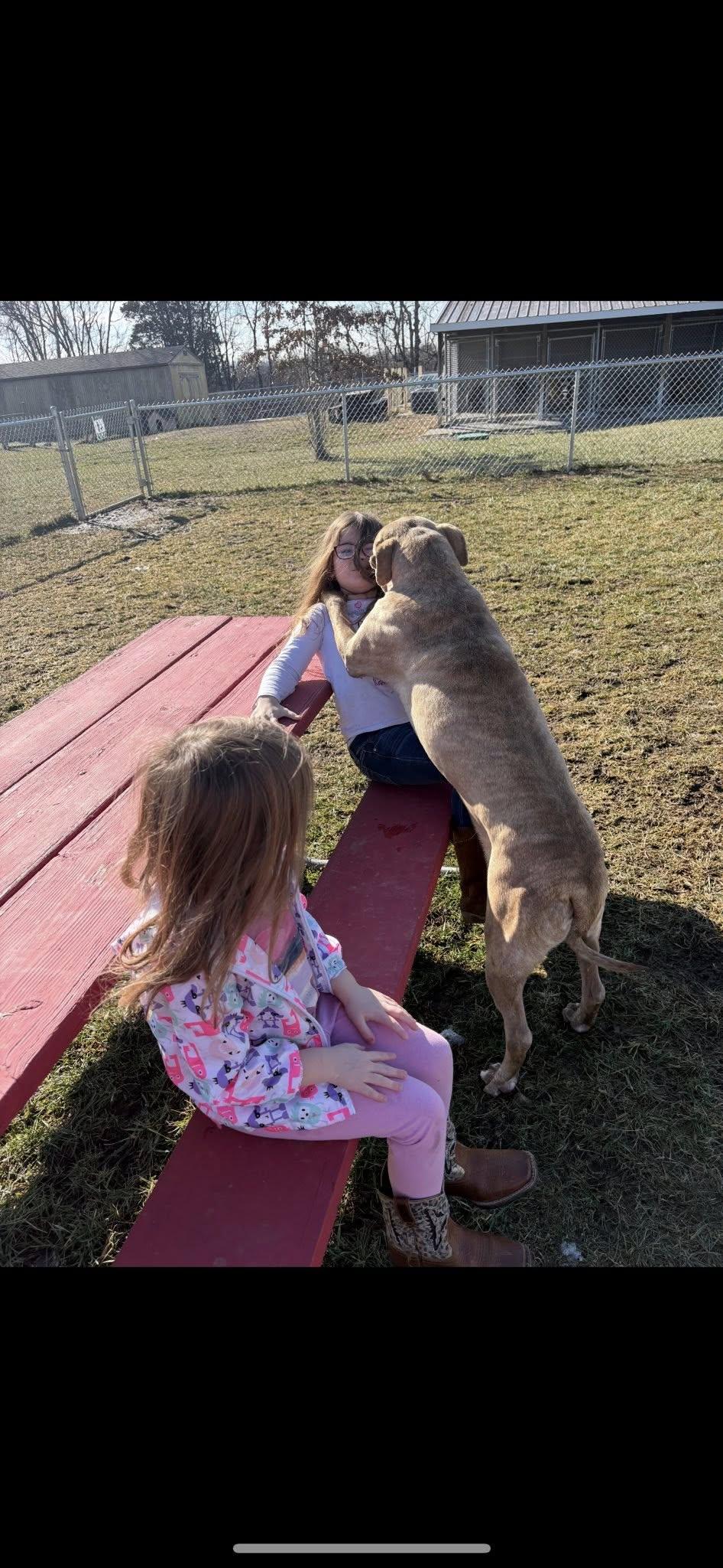 Enlarge Charlie, a ADOPTABLE mixed breed in Sulphur, KY image 5/6