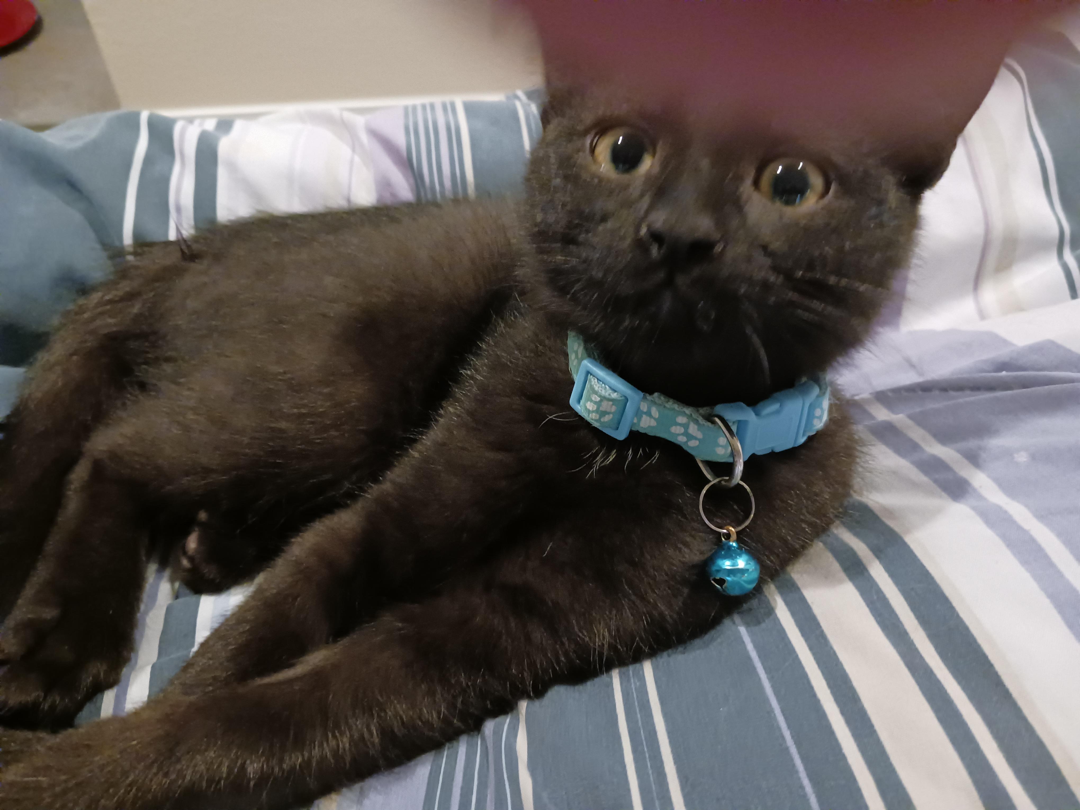 Enlarge Liberty - Your Handsome Little Lap-Loving Patriot, a Adoptable Domestic Short Hair in Prescott, AZ image 3/3