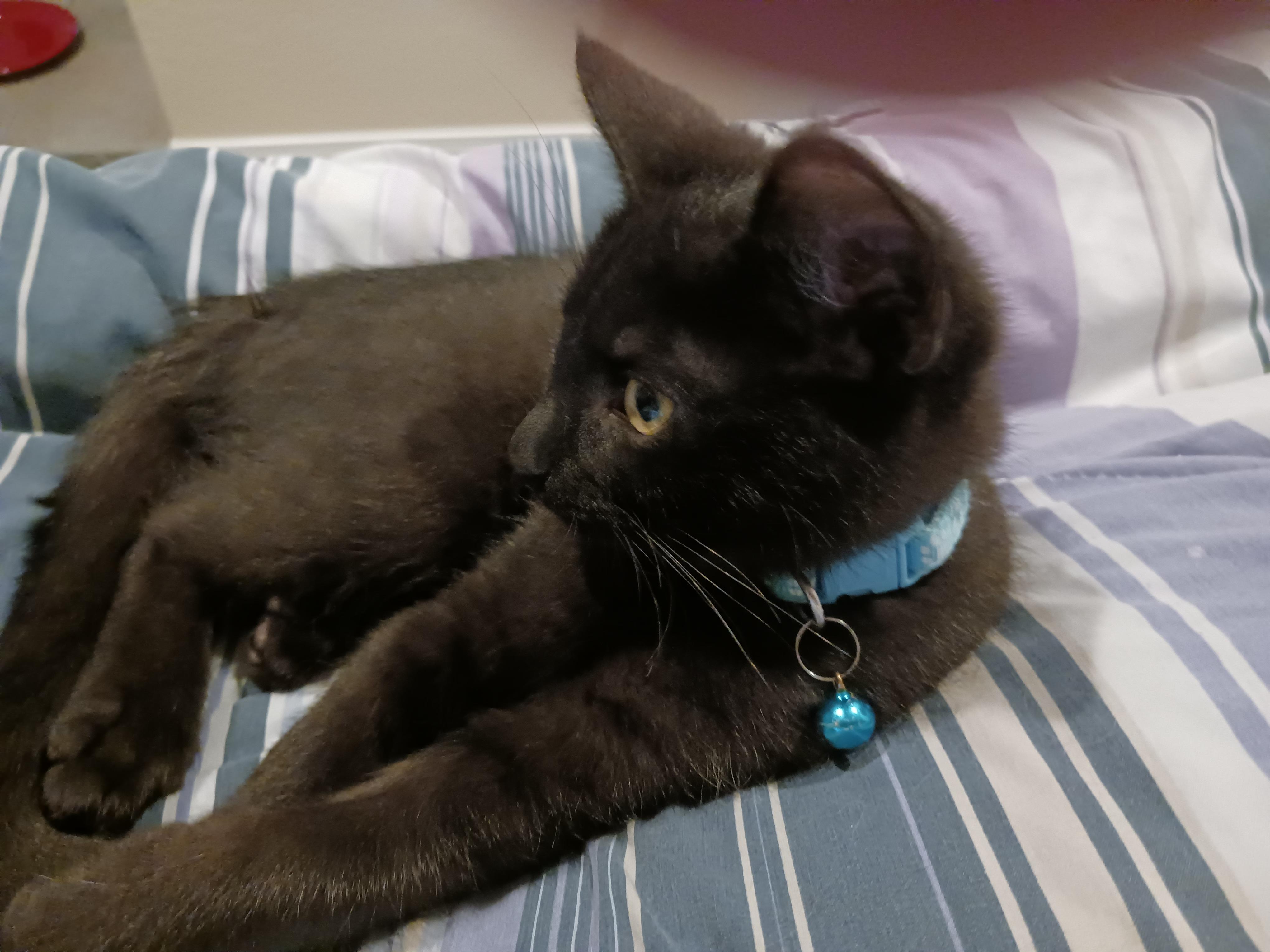 Enlarge Liberty - Your Handsome Little Lap-Loving Patriot, a Adoptable Domestic Short Hair in Prescott, AZ image 2/3