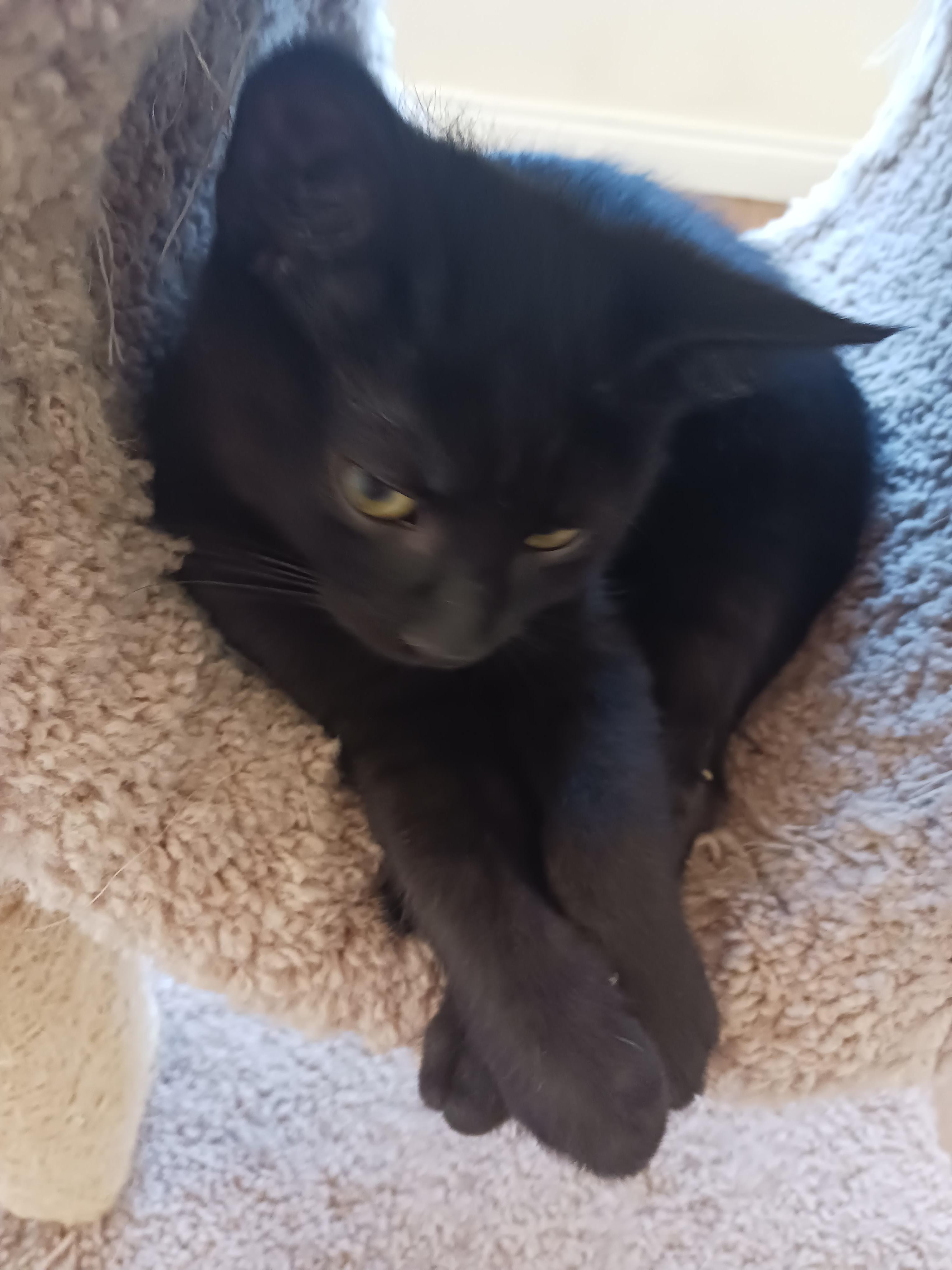 Enlarge Liberty - Your Handsome Little Lap-Loving Patriot, a Adoptable Domestic Short Hair in Prescott, AZ image 1/3