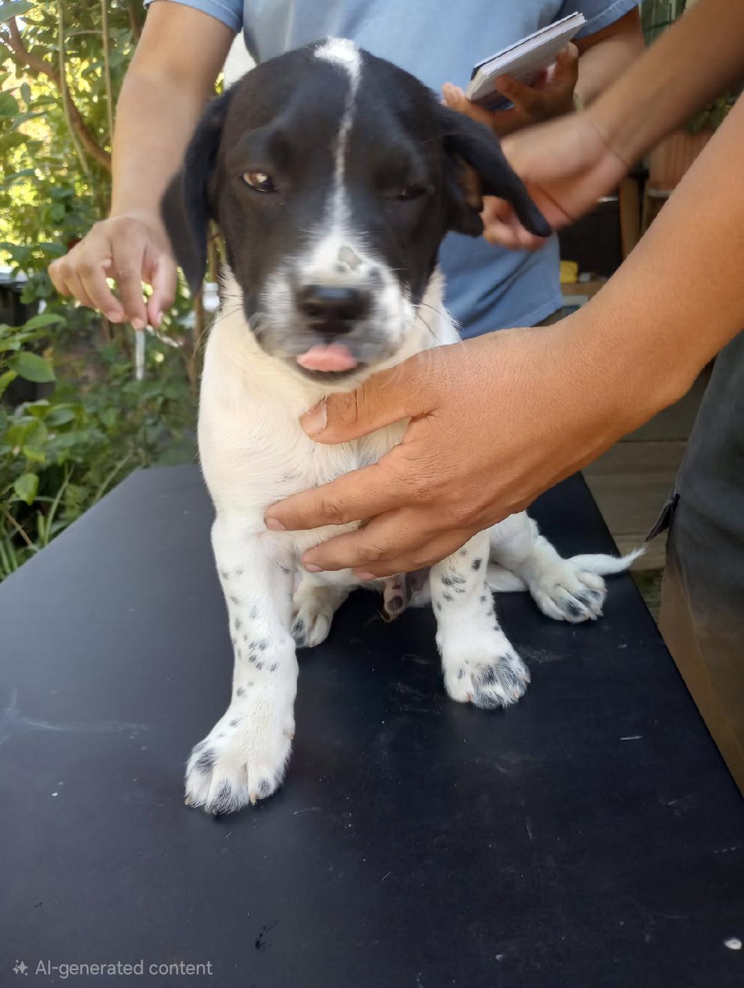 Enlarge Uno, a Adoptable mixed breed in Burbank, CA image 2/2