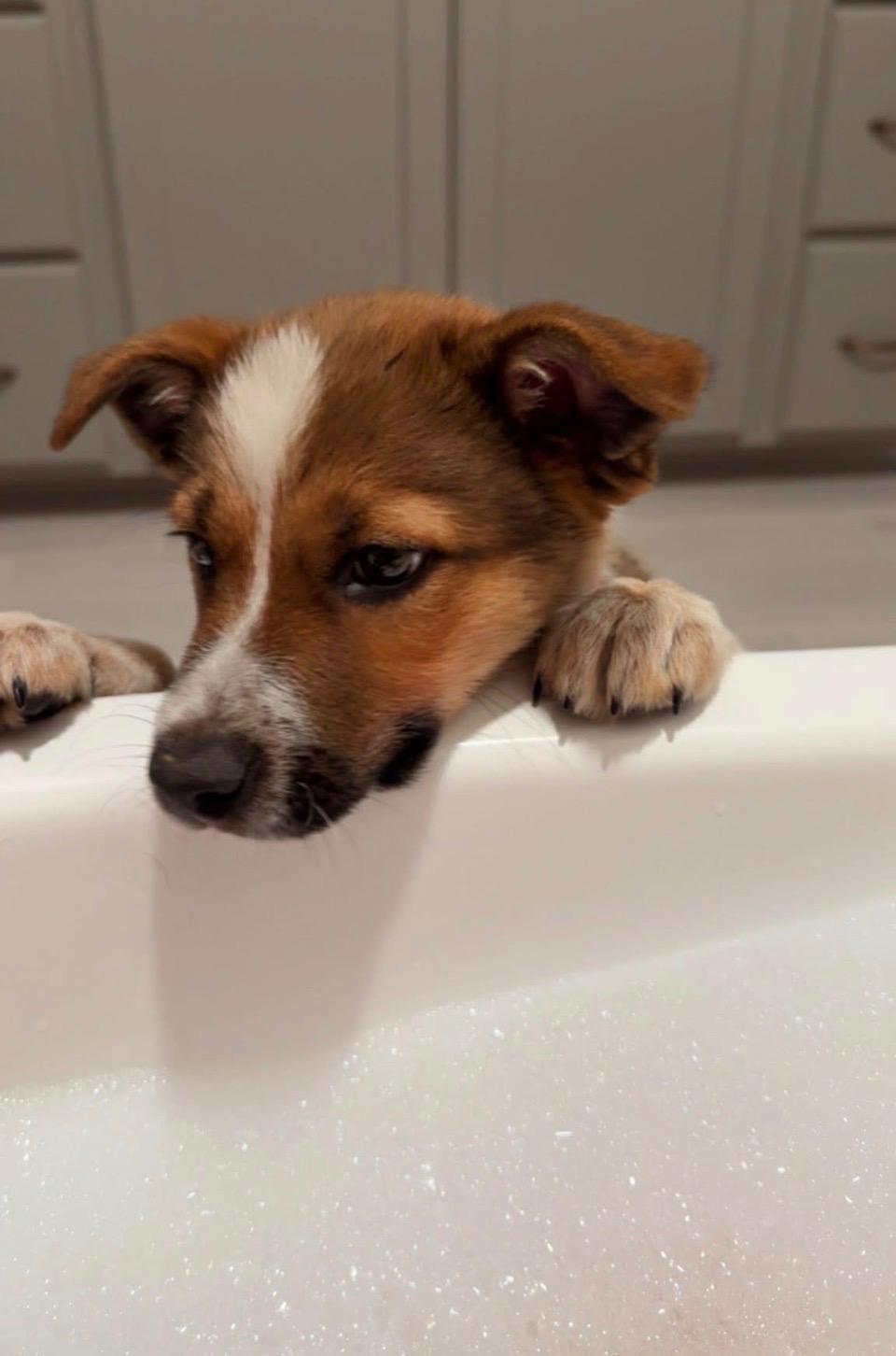 Rogan , ADOPTABLE, Puppy Male Collie.