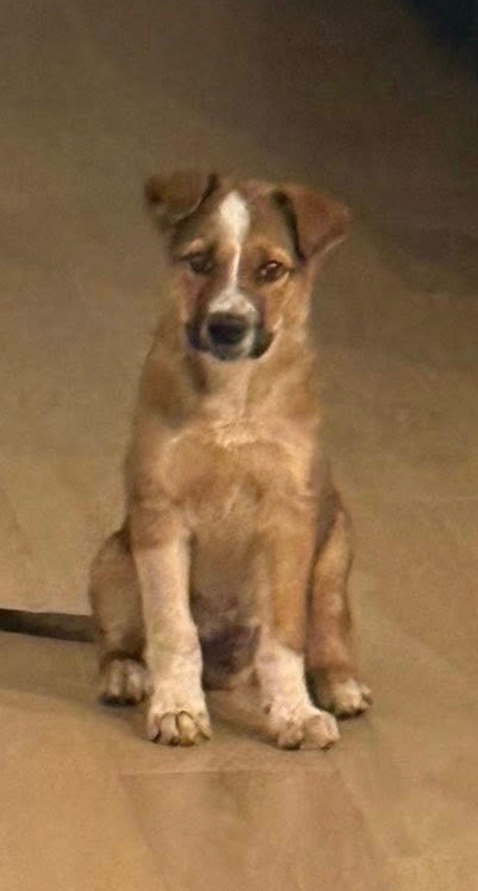 Enlarge Rogan , a ADOPTABLE Collie in Evergreen, CO image 2/2