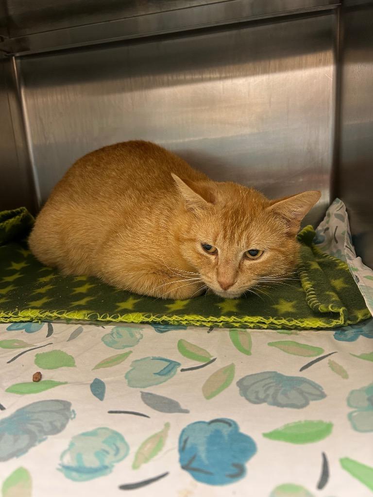 Kobalt, Adoptable, Adult Male Domestic Short Hair.