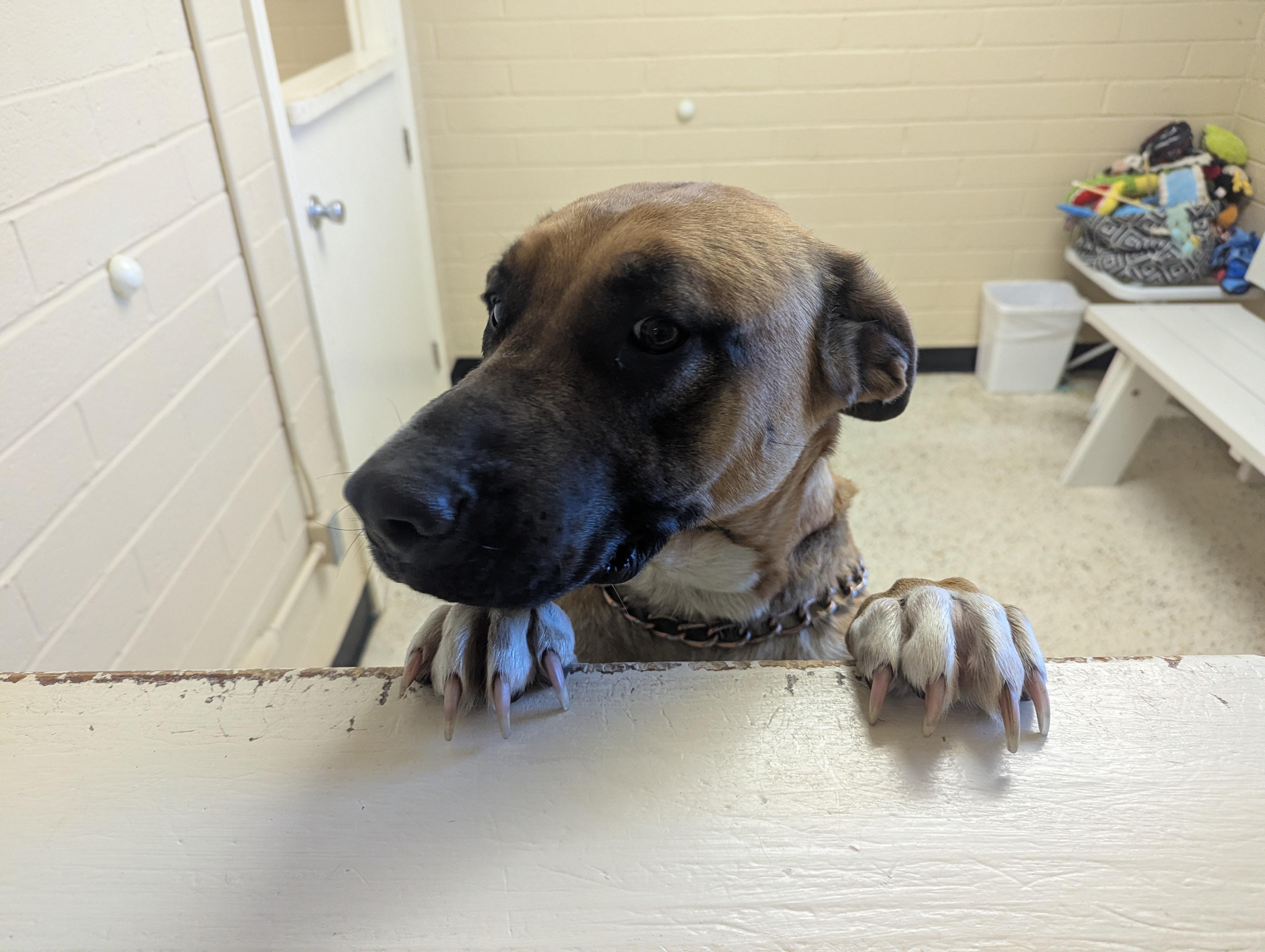 Enlarge Holly 117611, a ADOPTABLE German Shepherd Dog in Rocky Mount, NC image 1/5