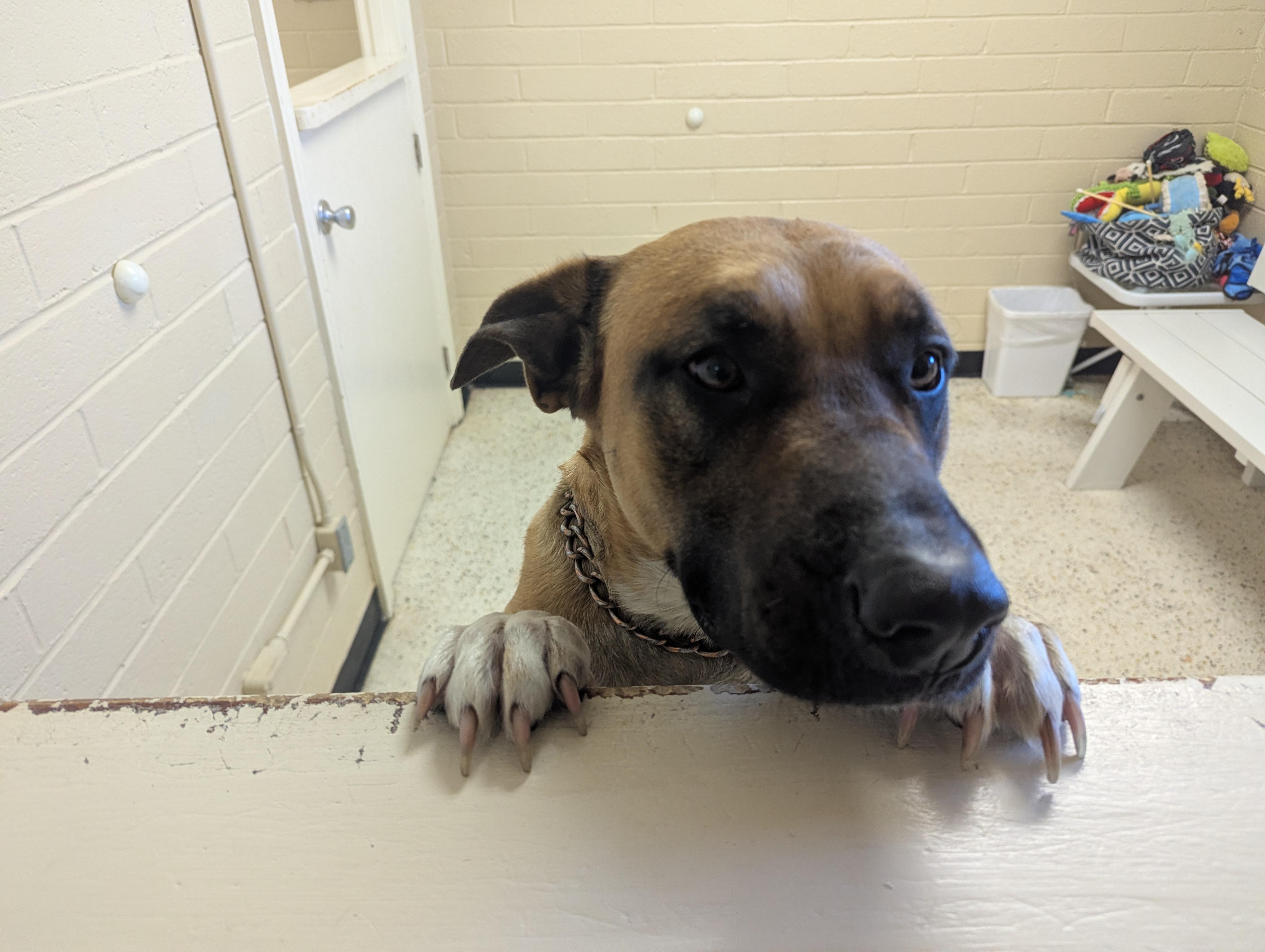 Enlarge Holly 117611, a ADOPTABLE German Shepherd Dog in Rocky Mount, NC image 2/5