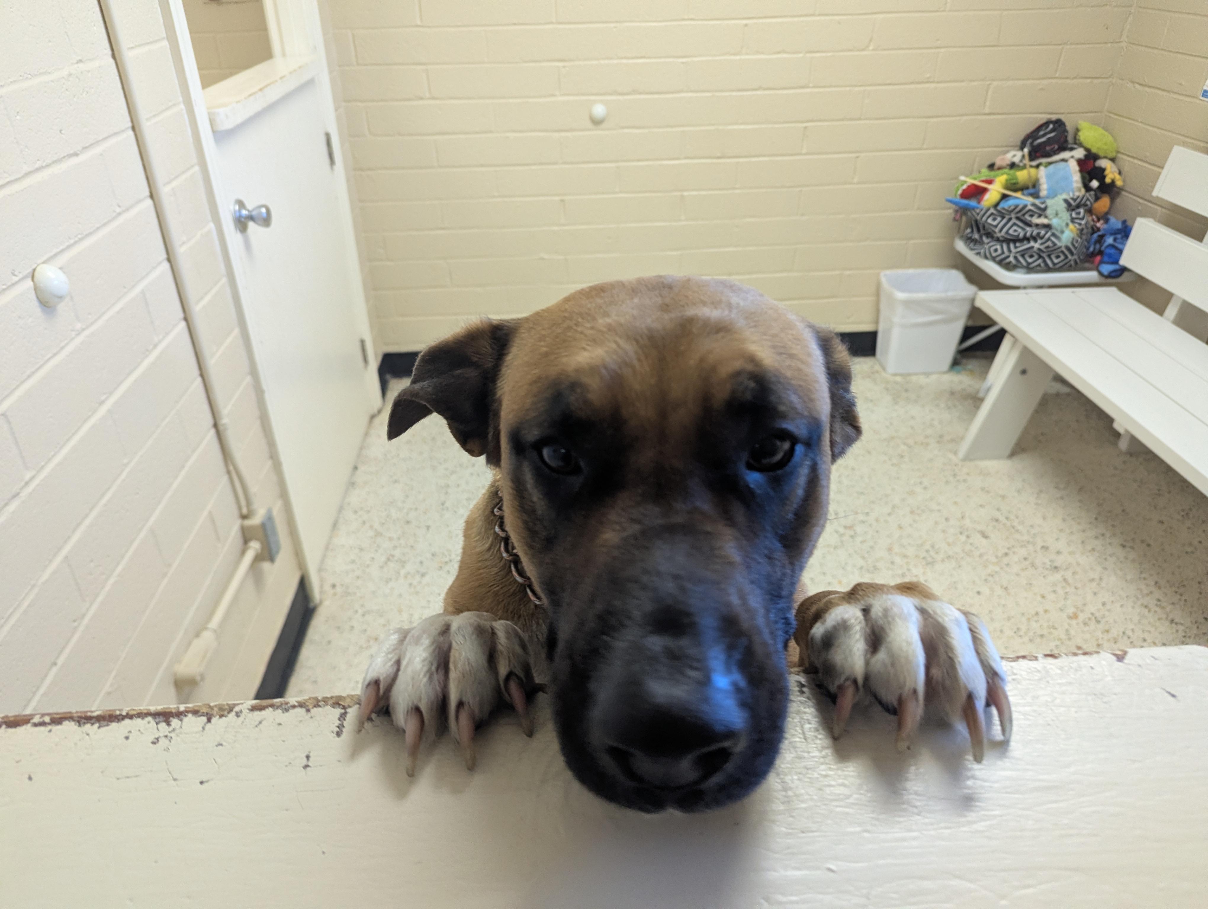 Enlarge Holly 117611, a ADOPTABLE German Shepherd Dog in Rocky Mount, NC image 3/5