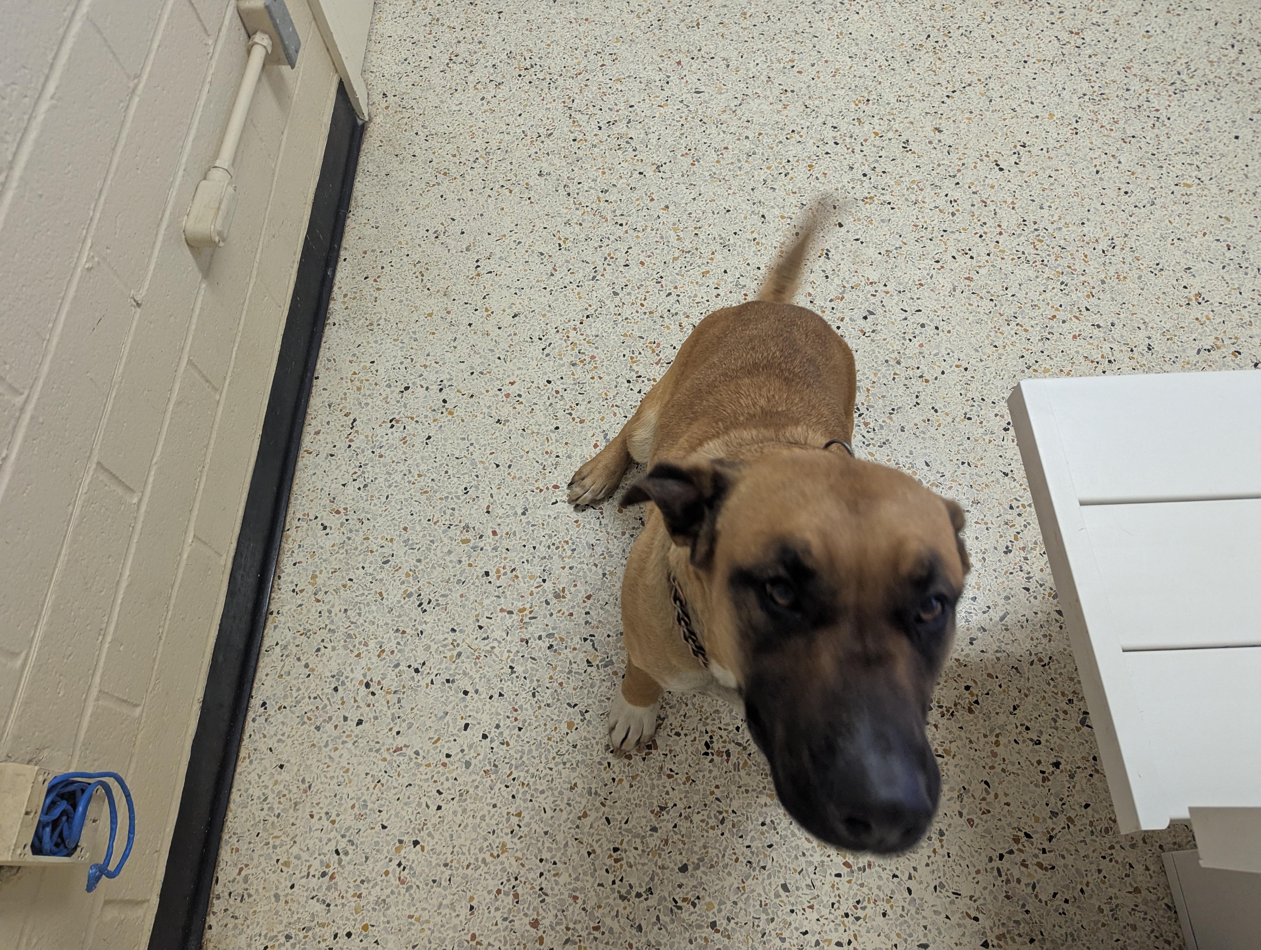 Enlarge Holly 117611, a ADOPTABLE German Shepherd Dog in Rocky Mount, NC image 4/5