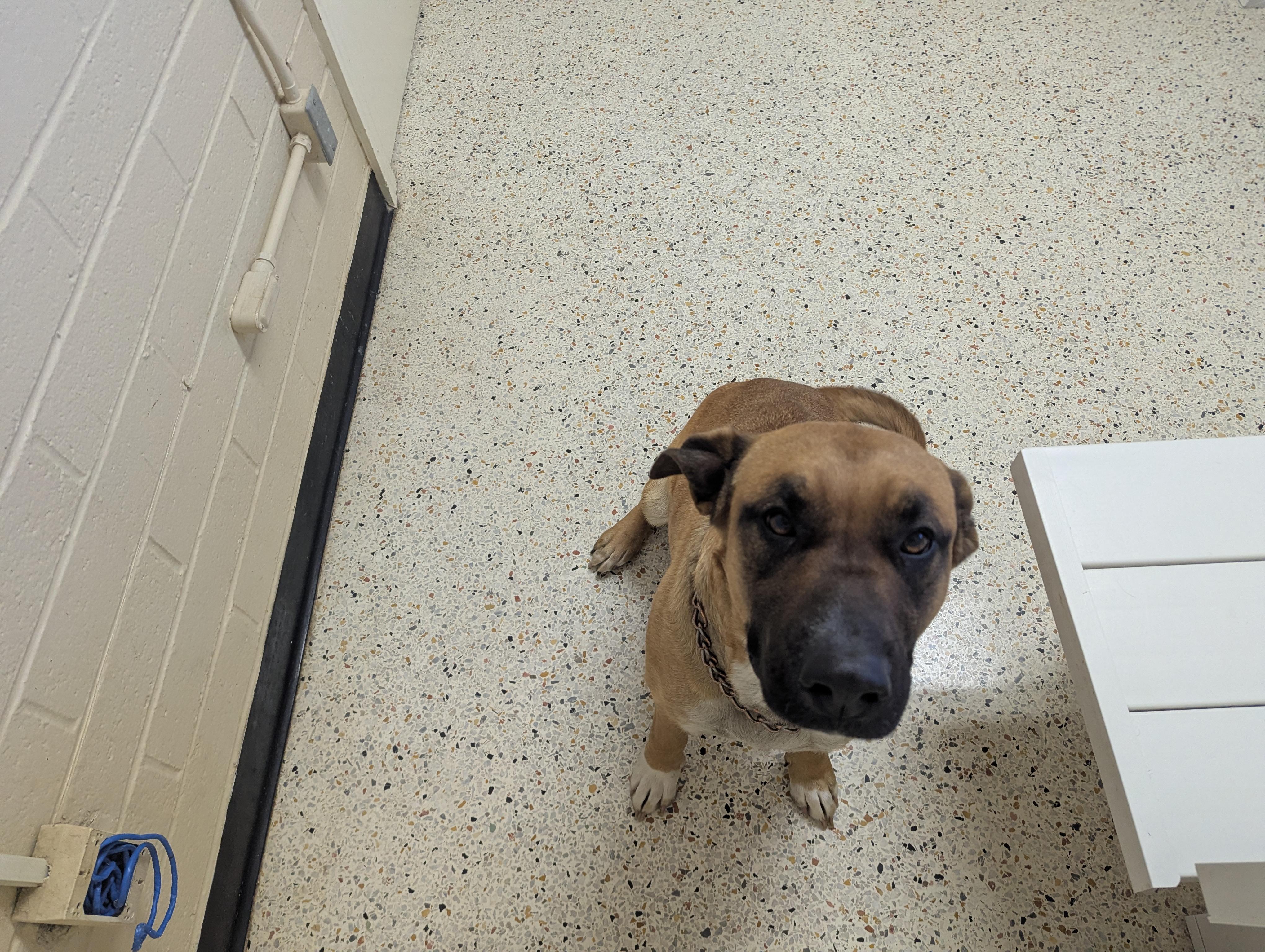 Enlarge Holly 117611, a ADOPTABLE German Shepherd Dog in Rocky Mount, NC image 5/5