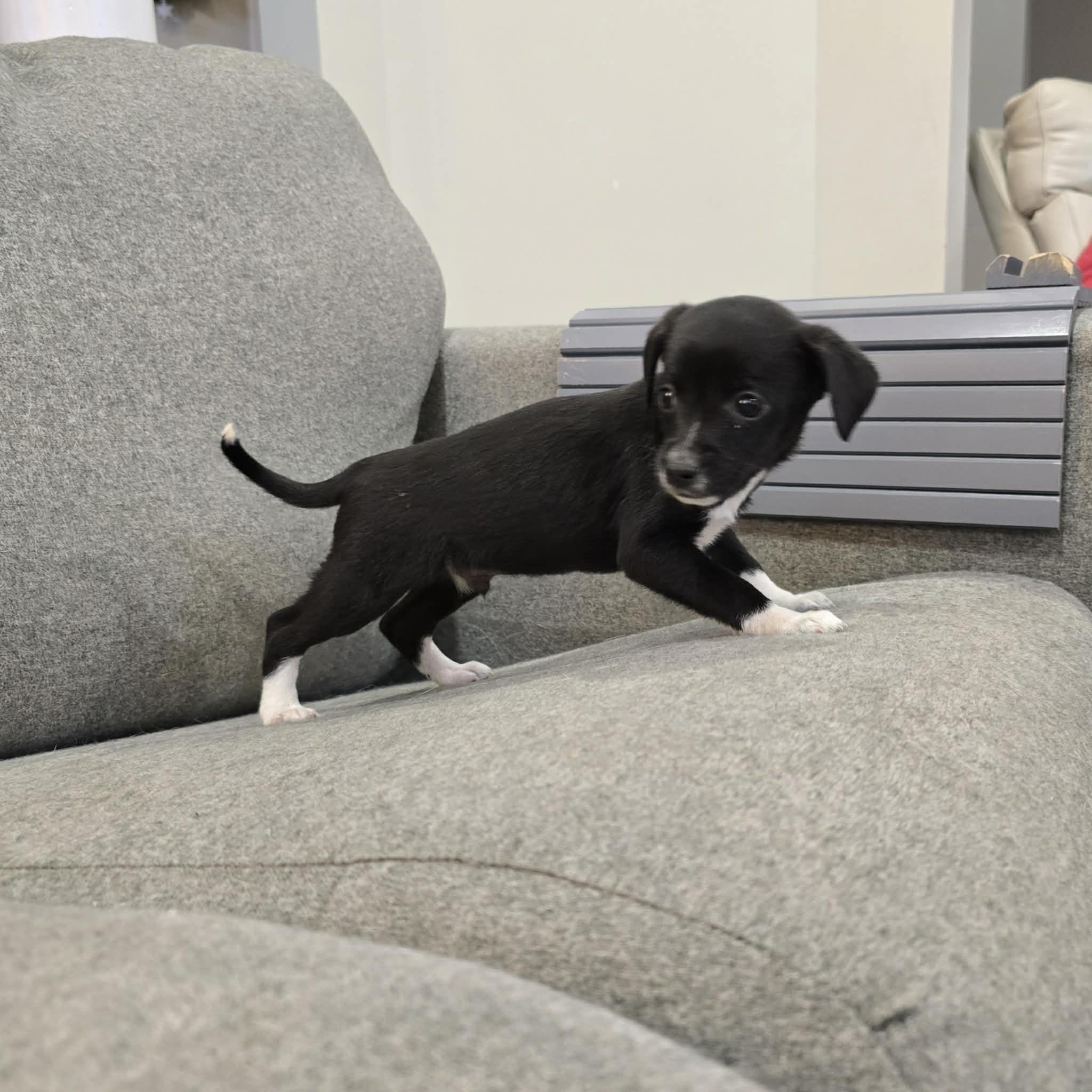 Enlarge Remarkable Rudolph, a Adoptable mixed breed in Reston, VA image 2/2