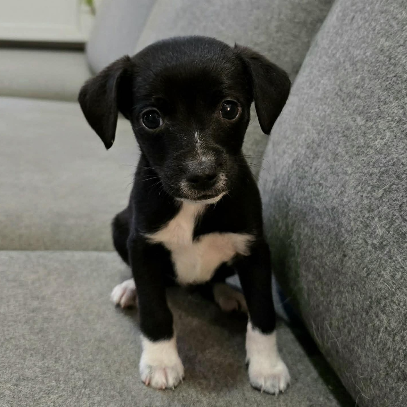 Enlarge Remarkable Rudolph, a Adoptable mixed breed in Reston, VA image 1/2