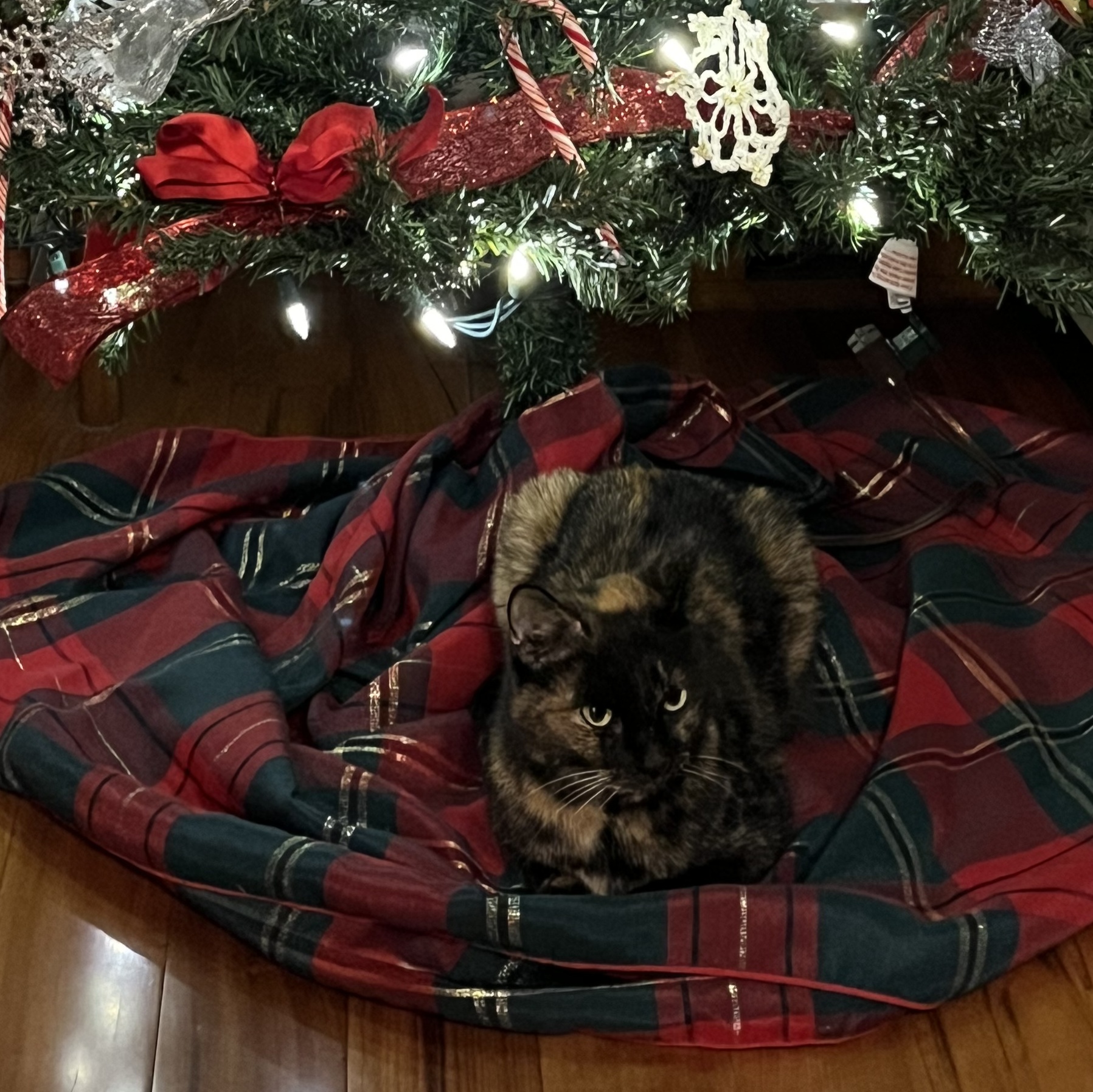 Enlarge Jacki, a Adoptable Tortoiseshell in MAPLE RIDGE, BC image 3/3