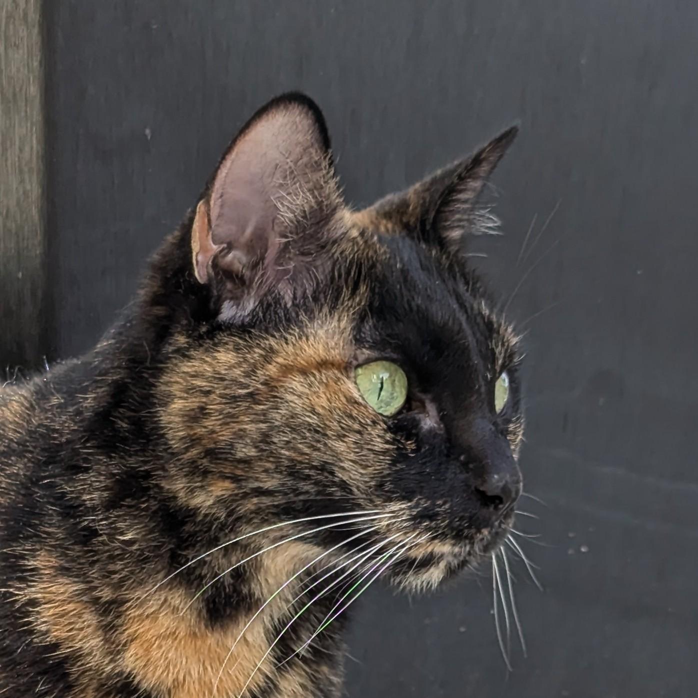 Enlarge Jacki, a Adoptable Tortoiseshell in MAPLE RIDGE, BC image 1/3