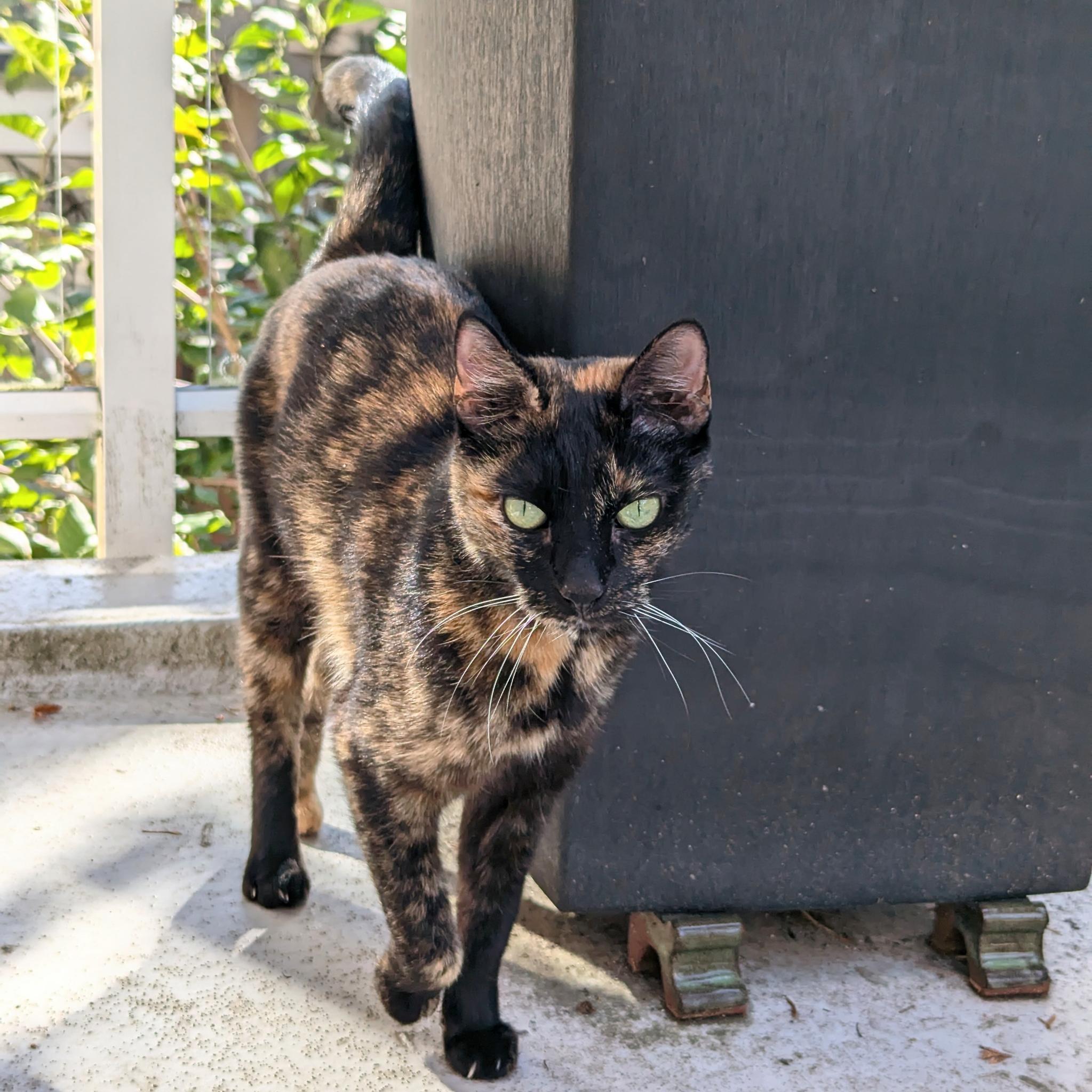 Enlarge Jacki, a Adoptable Tortoiseshell in MAPLE RIDGE, BC image 2/3