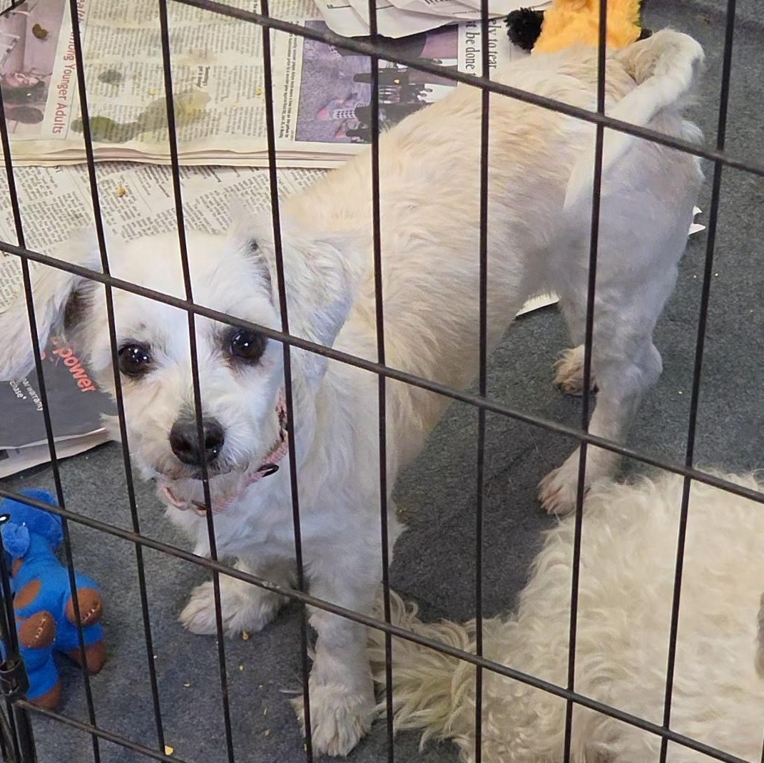 Boogey, ADOPTABLE, Young Female Coton de Tulear.