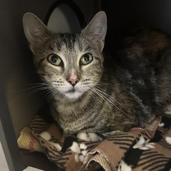 Hula Hoop, Adoptable, Adult Female Domestic Short Hair.