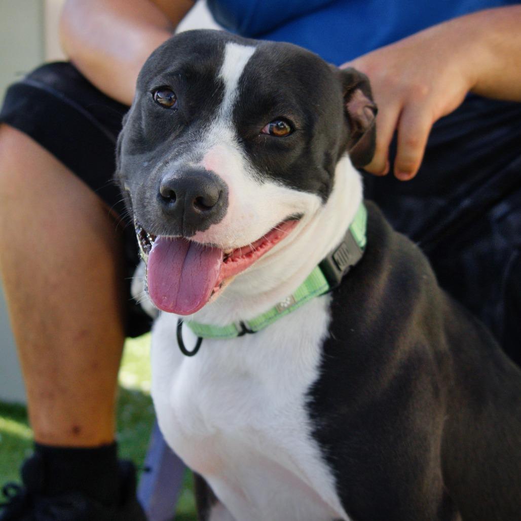 Wilma, a Adoptable mixed breed in Englewood, FL image 1/5