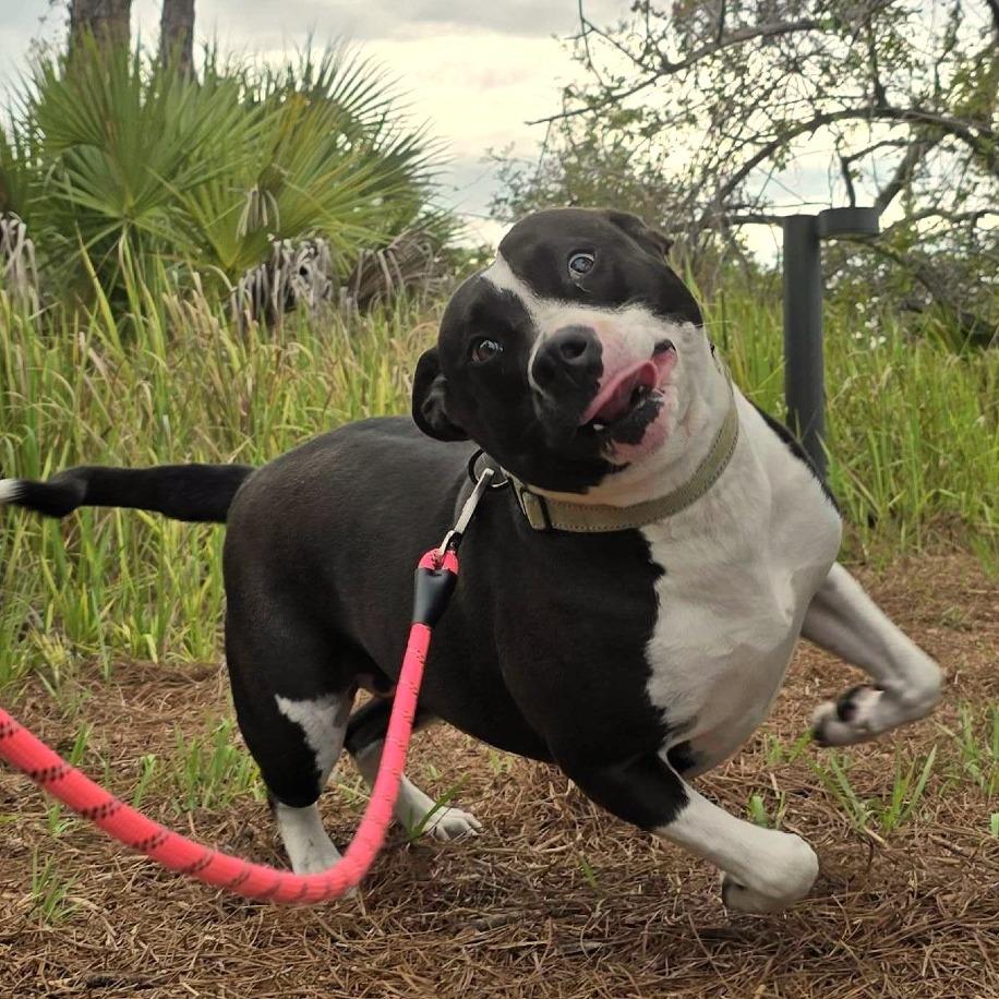 Wilma, a Adoptable mixed breed in Englewood, FL image 2/5