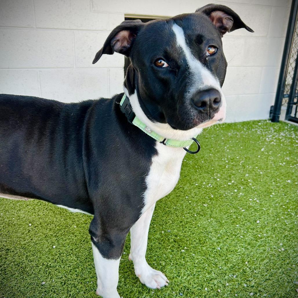 Wilma, a Adoptable mixed breed in Englewood, FL image 3/5